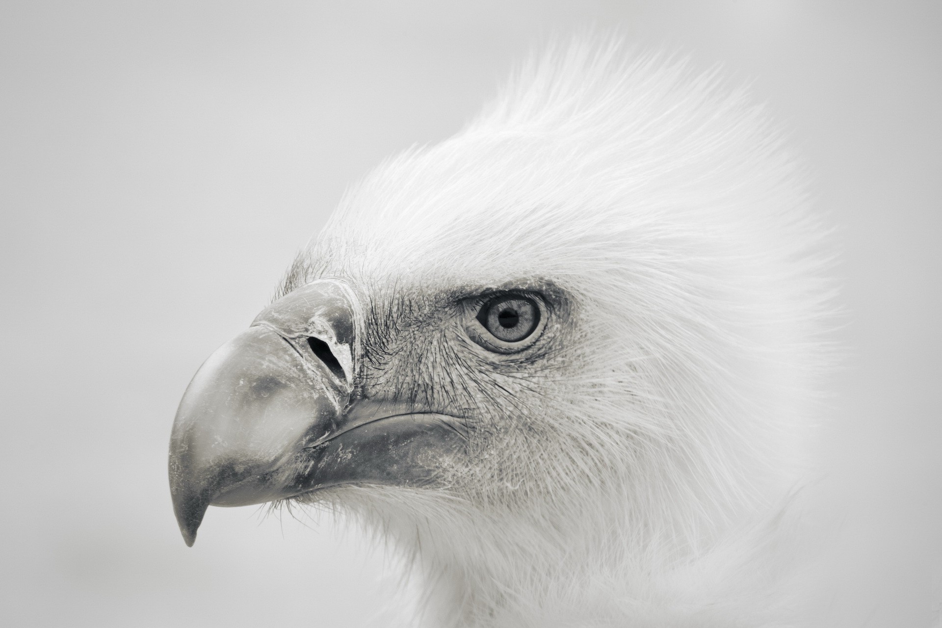 eagle birds Wallpaper
