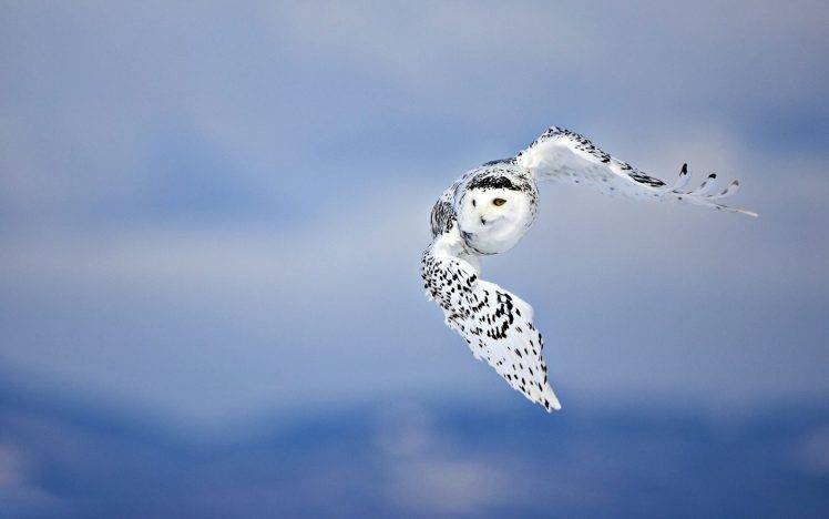 birds flying owl Wallpapers HD / Desktop and Mobile Backgrounds