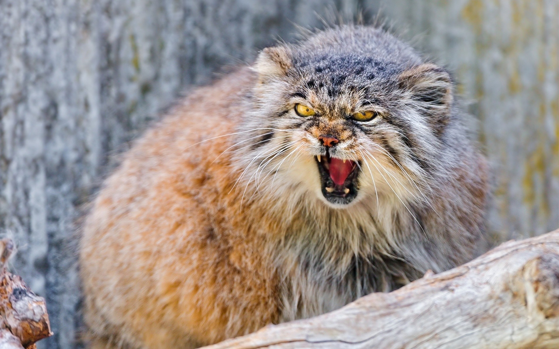 pallas cat Wallpapers HD / Desktop and Mobile Backgrounds