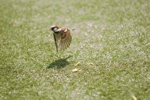 birds sparrows grass