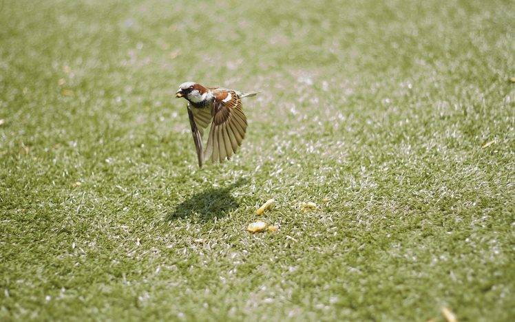 birds sparrows grass HD Wallpaper Desktop Background