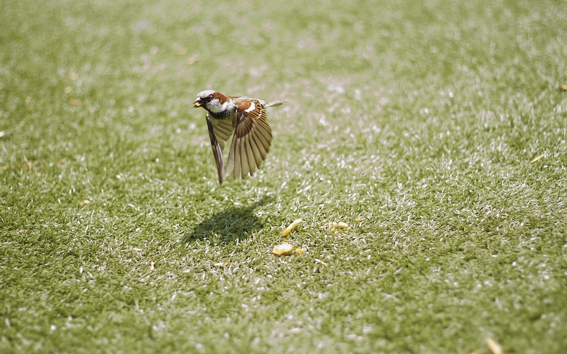 birds sparrows grass Wallpaper