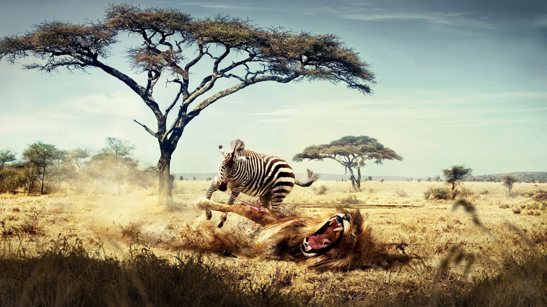lion Wallpaper