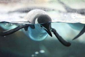 penguins water birds split view