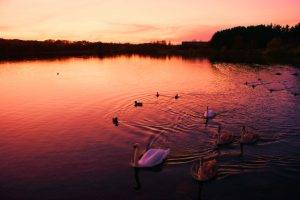 norway dusk halden swans birds ripples