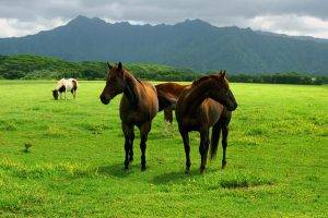 horse grass