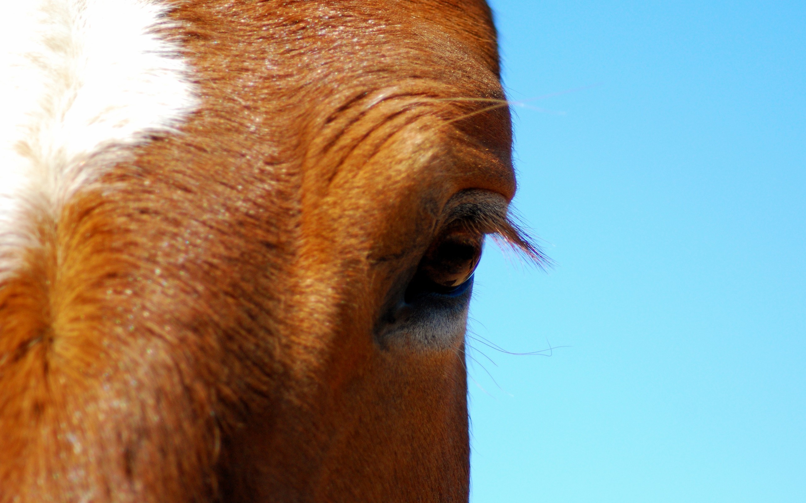 horse eyes Wallpaper