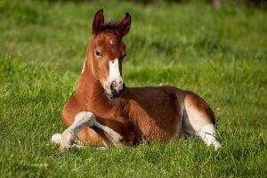 horse grass