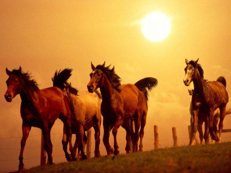 horse sunset HD Wallpaper Desktop Background