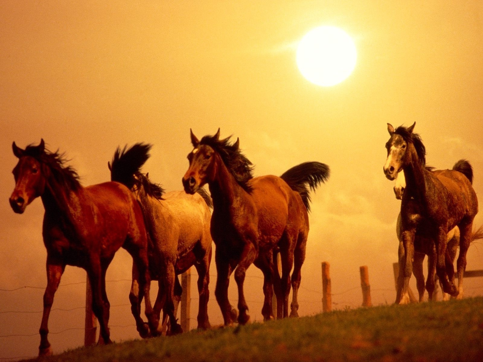 horse sunset Wallpaper