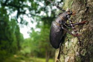 trees insect beetles
