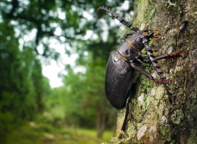 trees insect beetles HD Wallpaper Desktop Background