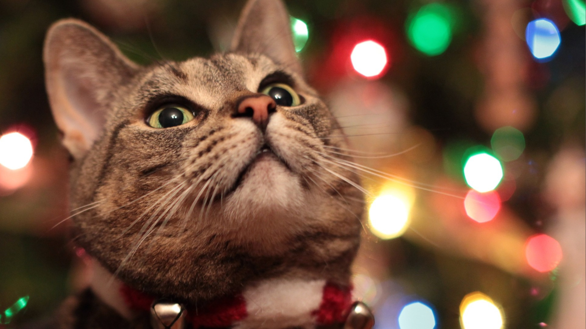 cat Wallpaper