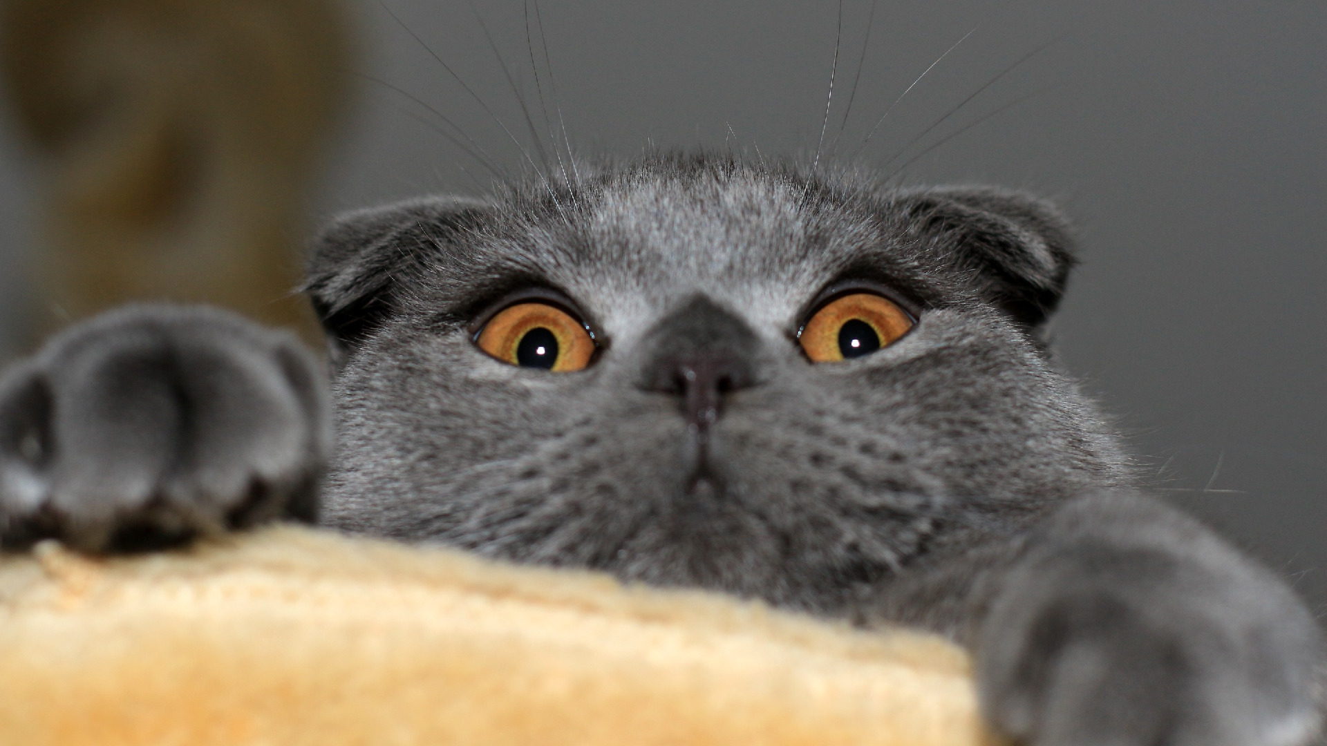 cat Wallpaper
