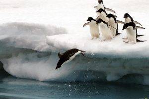 national geographic iceberg snow penguins birds