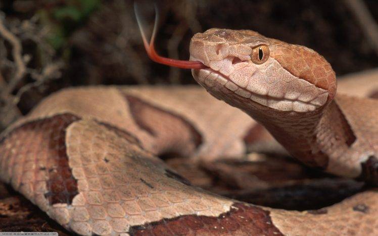 snake reptile vipers HD Wallpaper Desktop Background