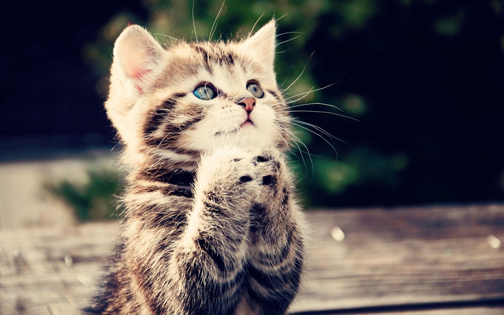 cat kittens Wallpaper