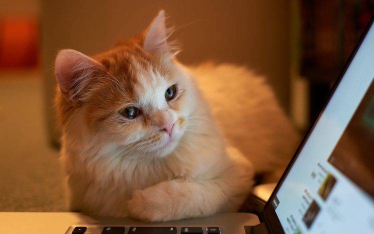 cat laptop HD Wallpaper Desktop Background