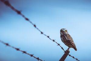 owl birds fence barbed wire