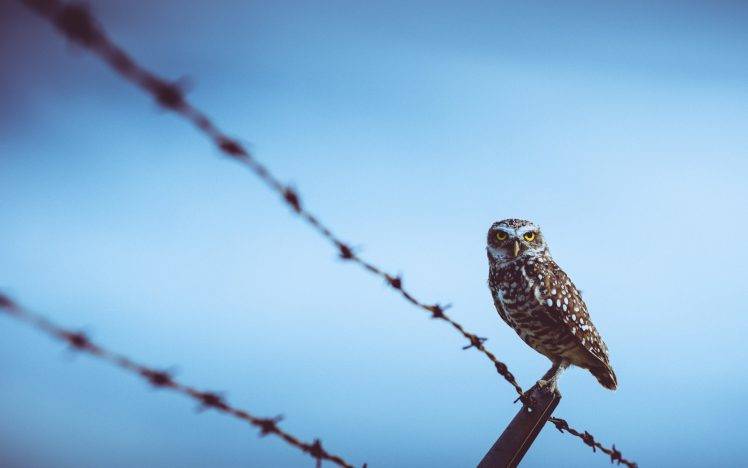 owl birds fence barbed wire HD Wallpaper Desktop Background