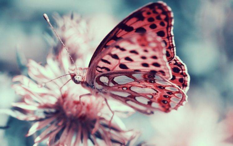moths insect macro butterfly HD Wallpaper Desktop Background