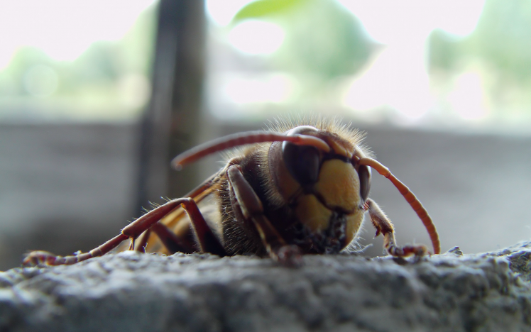 macro insect wasps HD Wallpaper Desktop Background