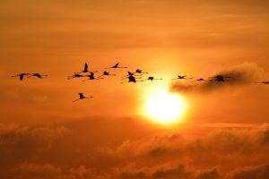 sunset sun sky flamingos birds silhouette