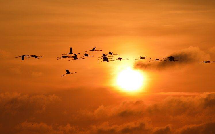 sunset sun sky flamingos birds silhouette HD Wallpaper Desktop Background