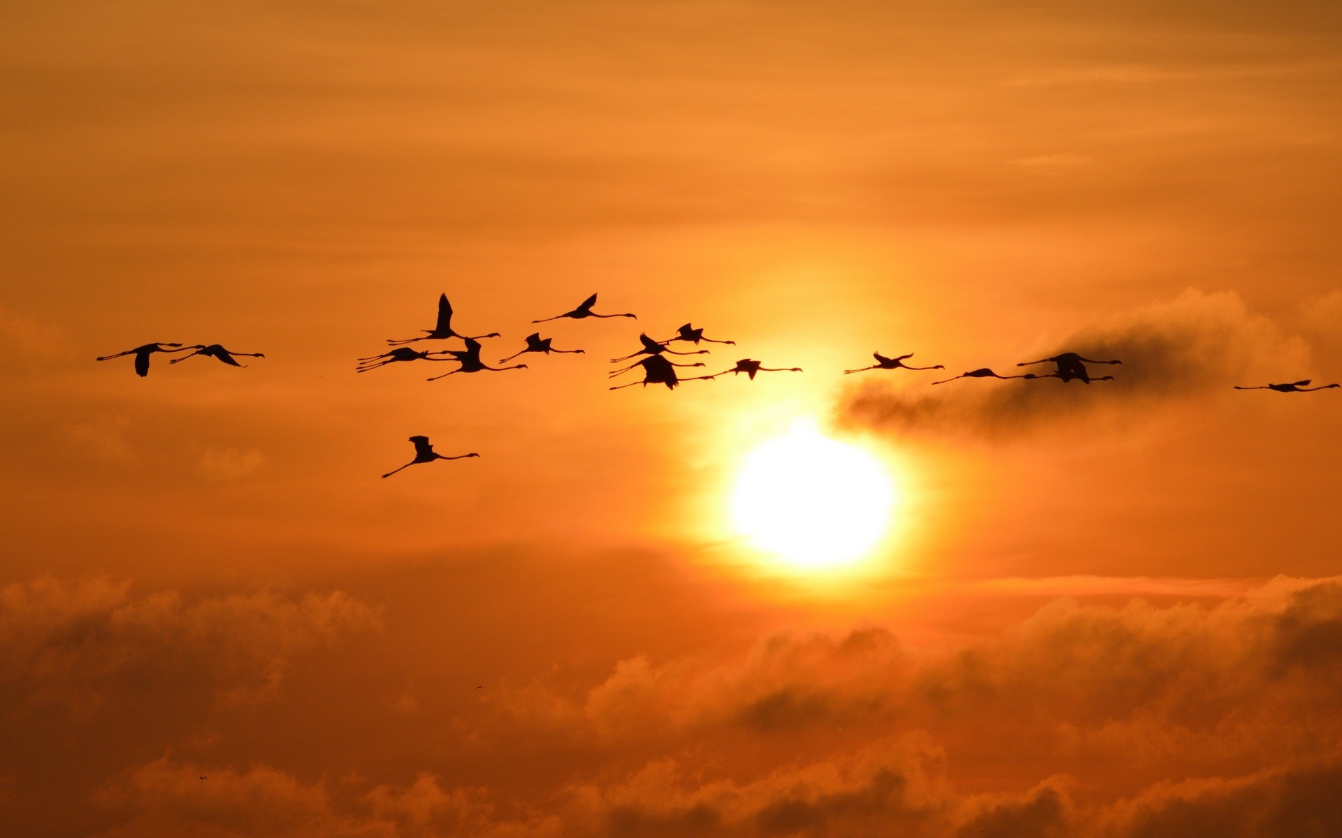 sunset sun sky flamingos birds silhouette Wallpapers HD