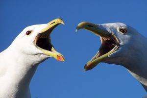 birds seagulls
