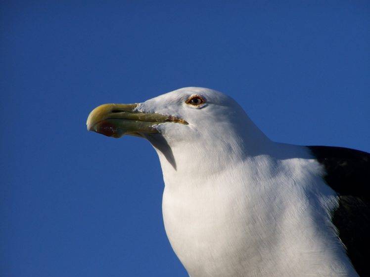 birds seagulls HD Wallpaper Desktop Background