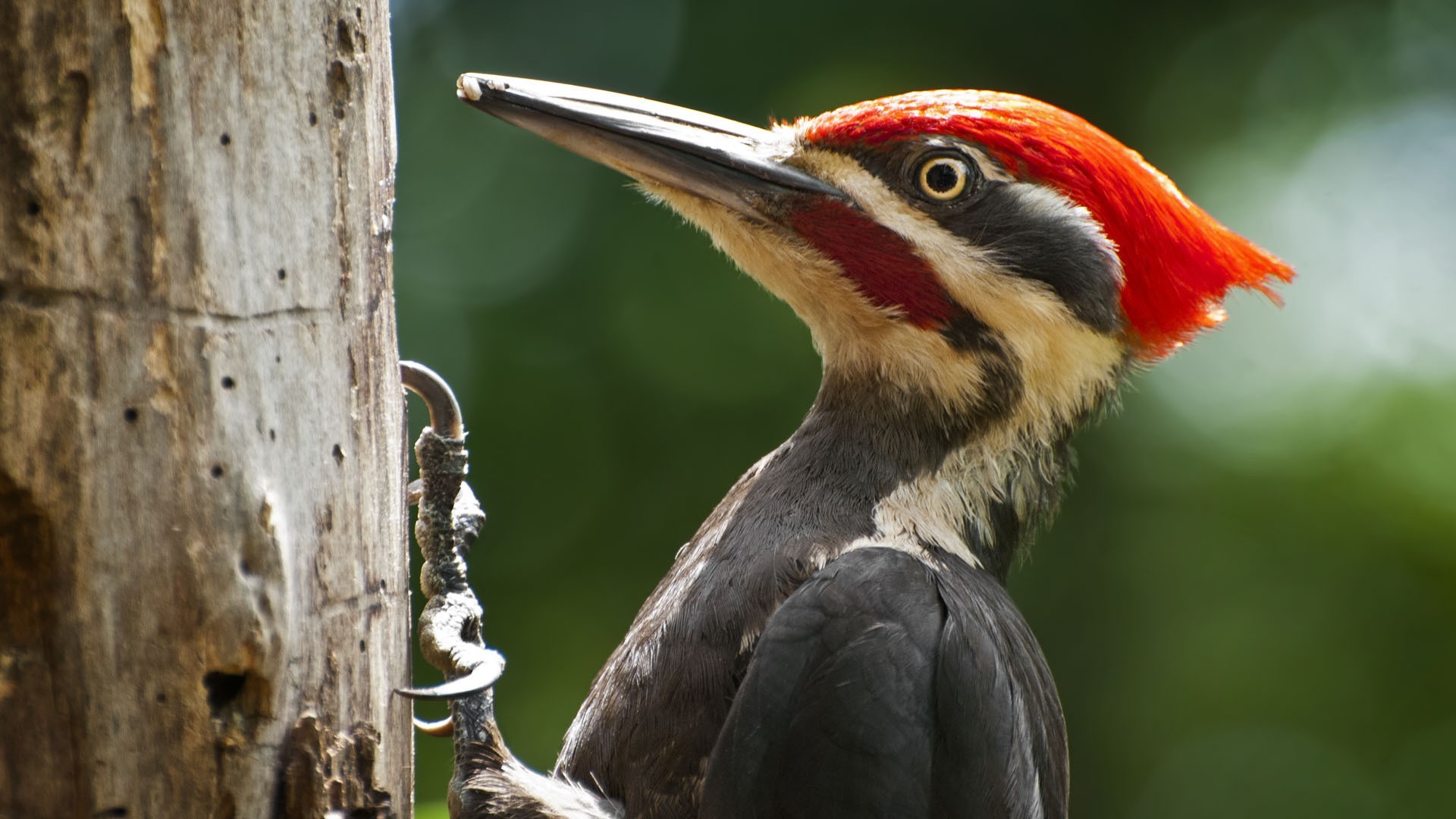birds woodpeckers Wallpaper