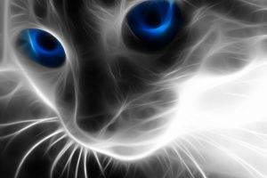 fractalius cat blue eyes
