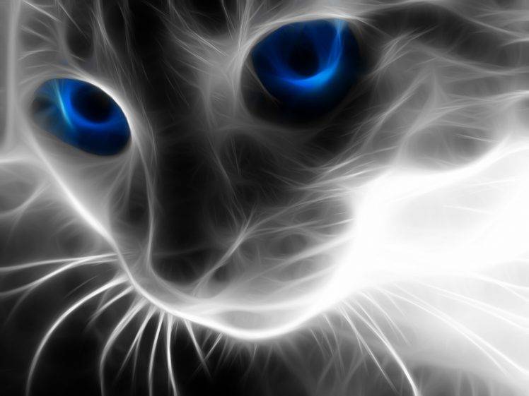 fractalius cat blue eyes HD Wallpaper Desktop Background