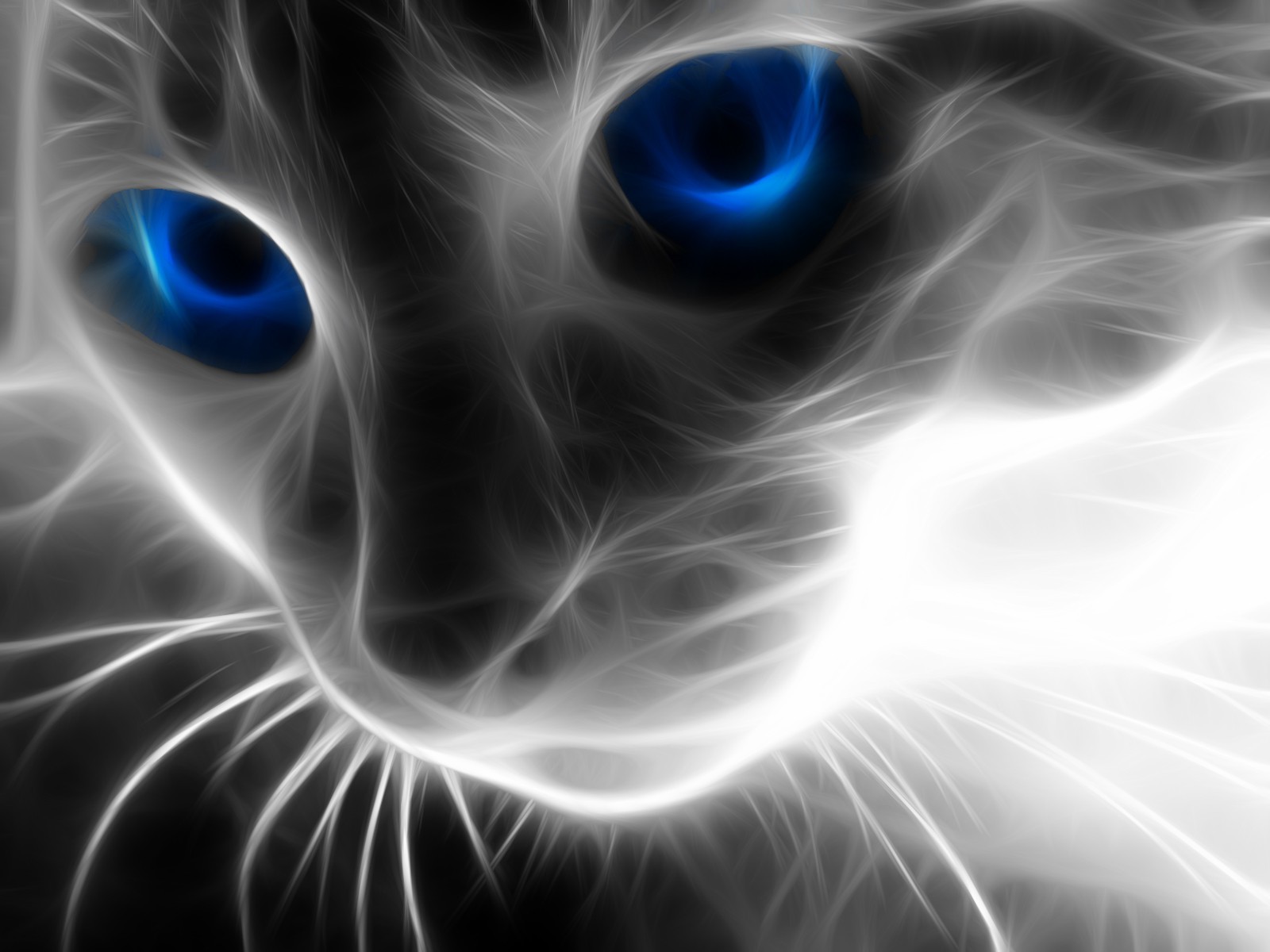 fractalius cat blue eyes Wallpaper