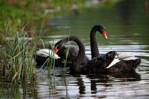 swans birds reeds ripples