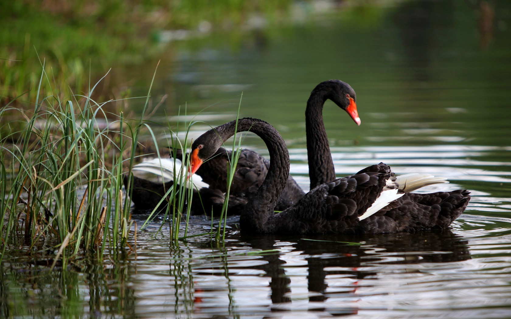 swans birds reeds ripples Wallpaper