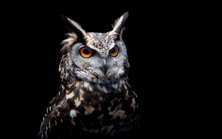 owl orange eyes birds black background HD Wallpaper Desktop Background