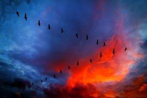 sky sunset birds geese