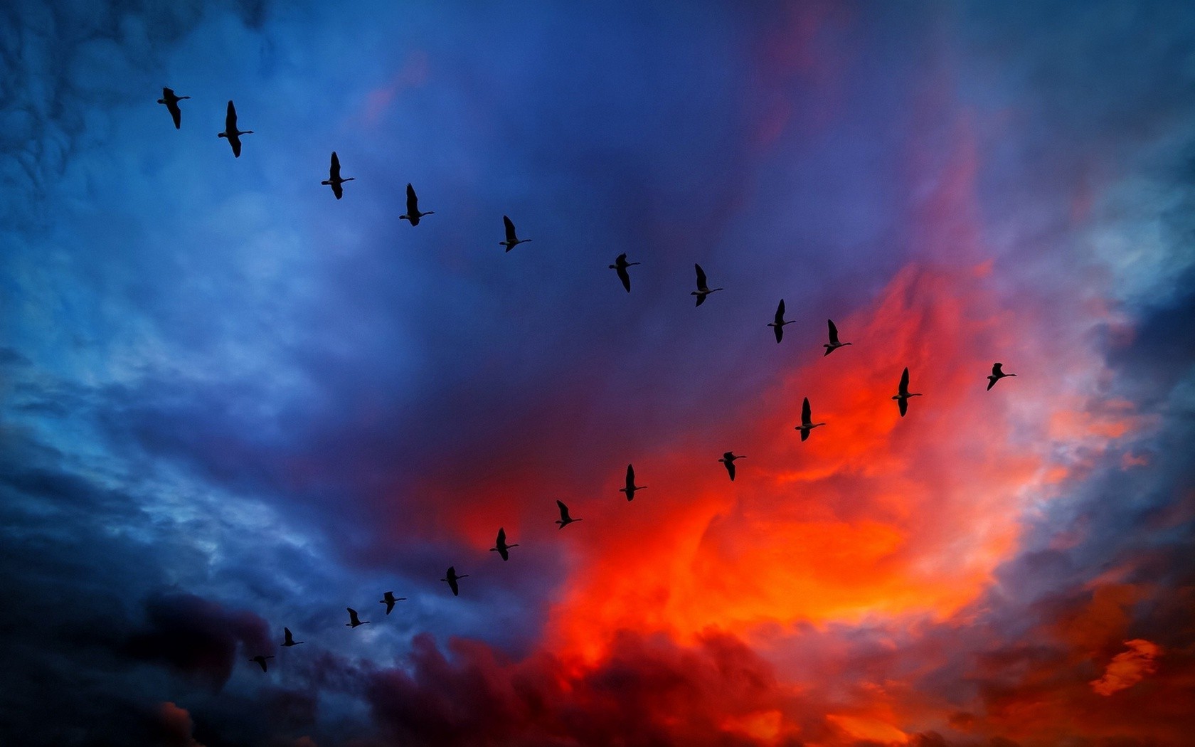 sky sunset birds geese Wallpaper
