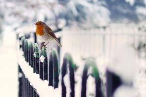birds snow winter cold depth of field robins