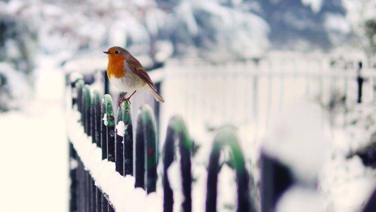 birds snow winter cold depth of field robins HD Wallpaper Desktop Background