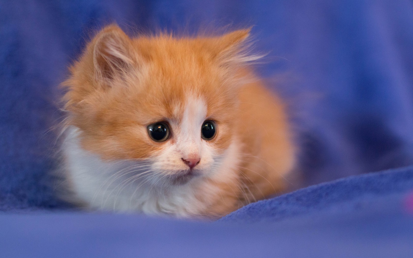 cat Wallpaper