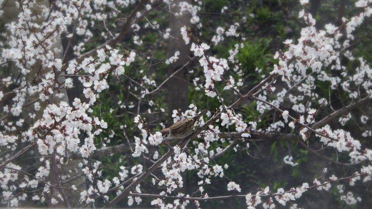 cherry blossom birds HD Wallpaper Desktop Background