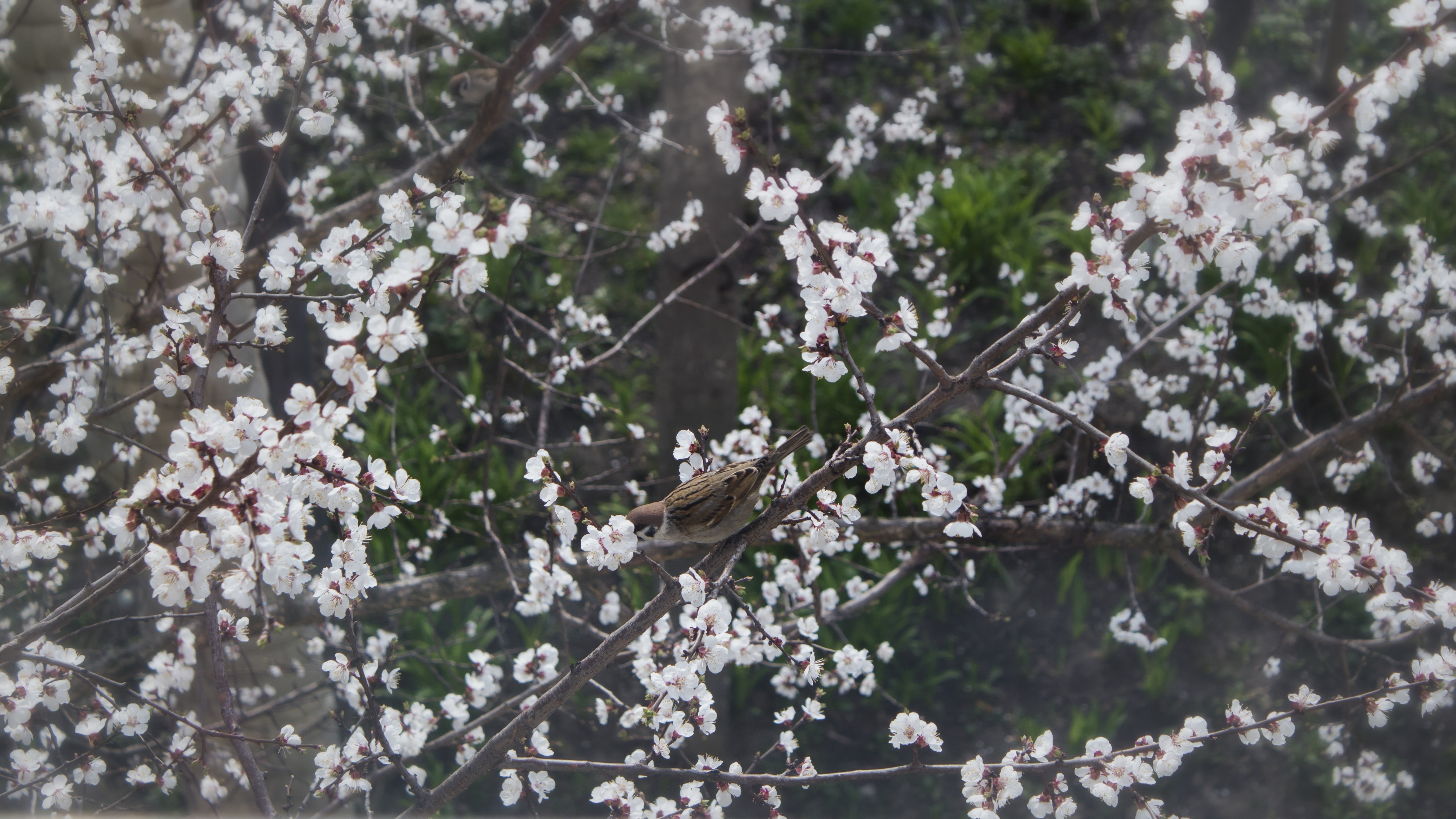 cherry blossom birds Wallpaper
