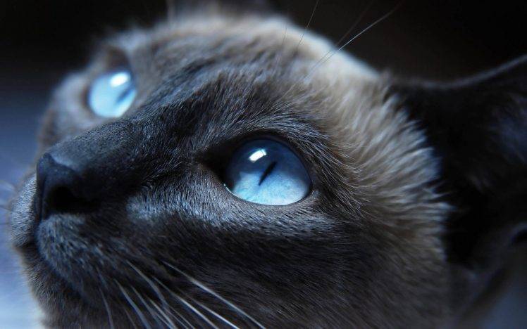 cat blue eyes HD Wallpaper Desktop Background