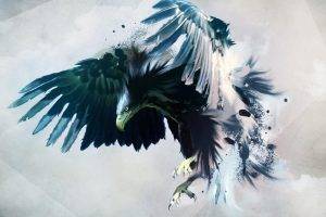 eagle birds artwork feathers
