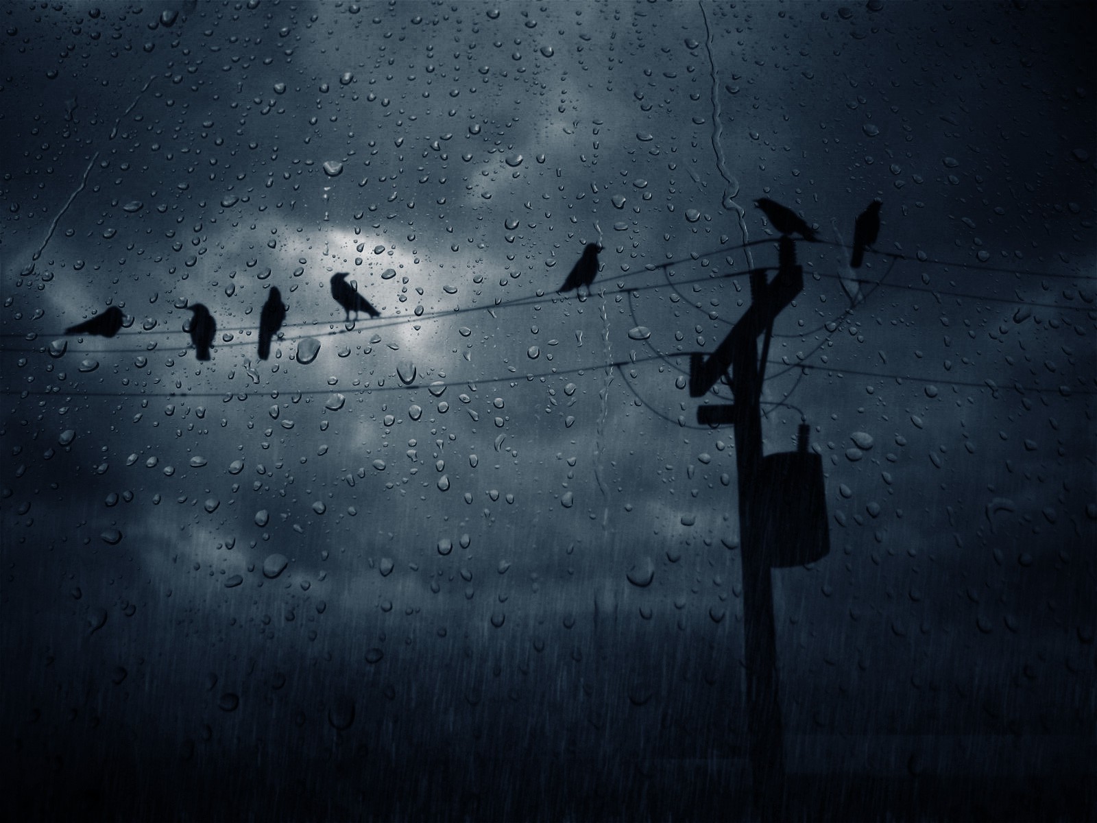 rain birds Wallpaper