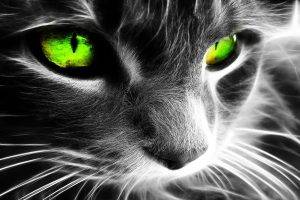 fractalius cat green eyes selective coloring