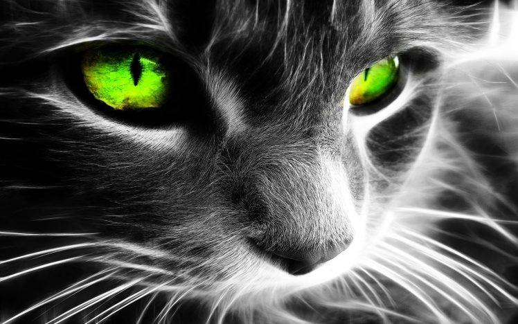 fractalius cat green eyes selective coloring HD Wallpaper Desktop Background
